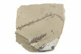 Shale With Dawn Redwood (Metasequoia) Fossils - Montana #378257-1